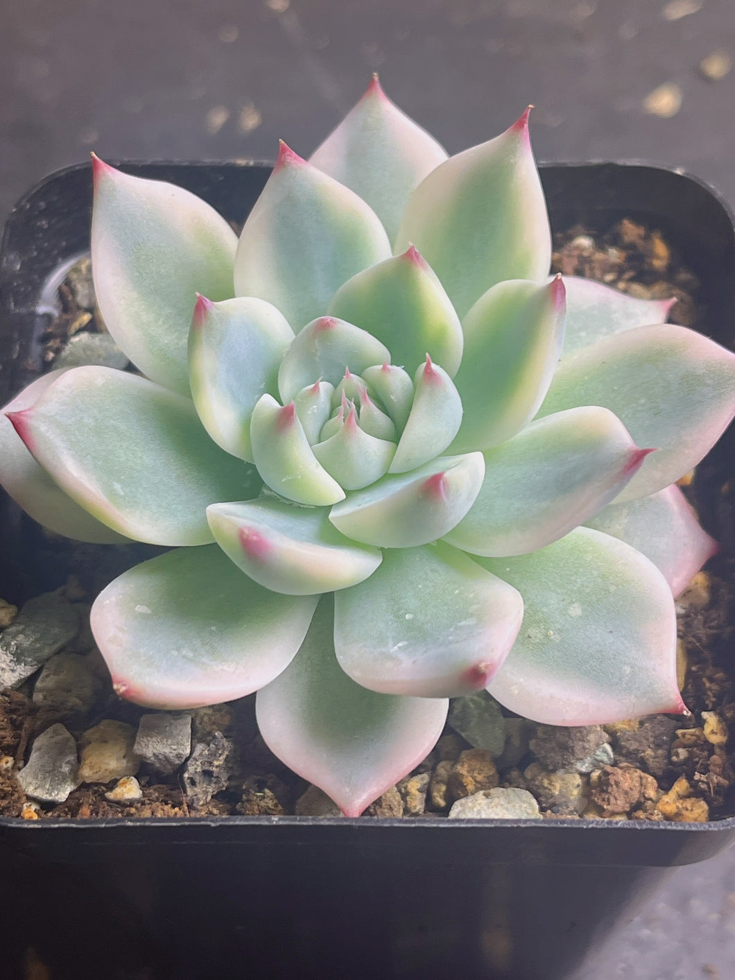 Echeveria chihuahuaensis variegated