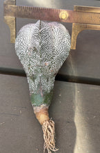 Load image into Gallery viewer, ASTROPHYTUM MYRIOSTIGMA CV. ONZUKA F. CRESTATA
