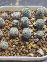 Load image into Gallery viewer, Mammillaria perezdelarosae
