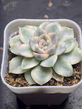 Load image into Gallery viewer, Echeveria &#39;moon Fairy&#39; Variegated
