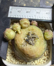 Load image into Gallery viewer, Copiapoa hypogea (Lizard skin)
