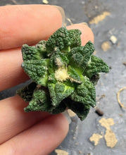Load image into Gallery viewer, Ariocarpus Fissuratus
