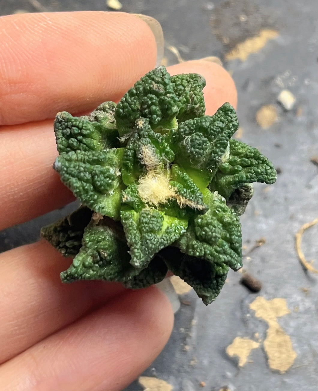 Ariocarpus Fissuratus