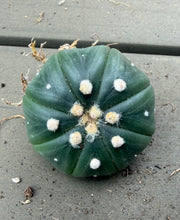 Load image into Gallery viewer, Astrophytum asterias
