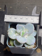 Load image into Gallery viewer, Echeveria &#39;Cream Tea&#39;

