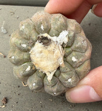 Load image into Gallery viewer, Copiapoa hypogea (Lizard skin)
