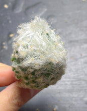 Load image into Gallery viewer, Mammillaria bocasana - v multilanata
