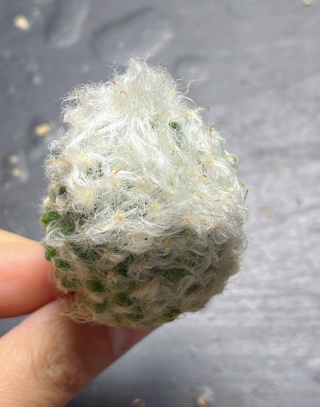 Mammillaria bocasana - v multilanata