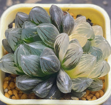 Load image into Gallery viewer, Haworthia variegated 35
