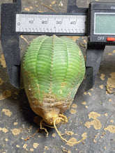 Load image into Gallery viewer, Euphorbia obesa
