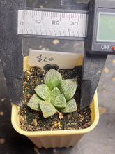 Load image into Gallery viewer, Haworthia

