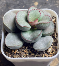 Load image into Gallery viewer, Adromischus
