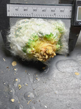 Load image into Gallery viewer, Mammillaria guelzowiana
