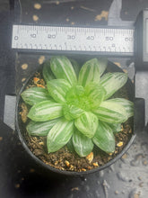 Load image into Gallery viewer, HAWORTHIA OBTUSA &#39;MARIN&#39; VARIEGATED

