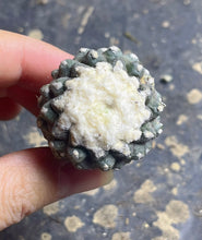Load image into Gallery viewer, Copiapoa tenuissima
