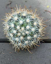 Load image into Gallery viewer, Mammillaria moelleriana
