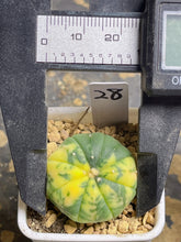 Load image into Gallery viewer, Astrophytum asterias Variegated
