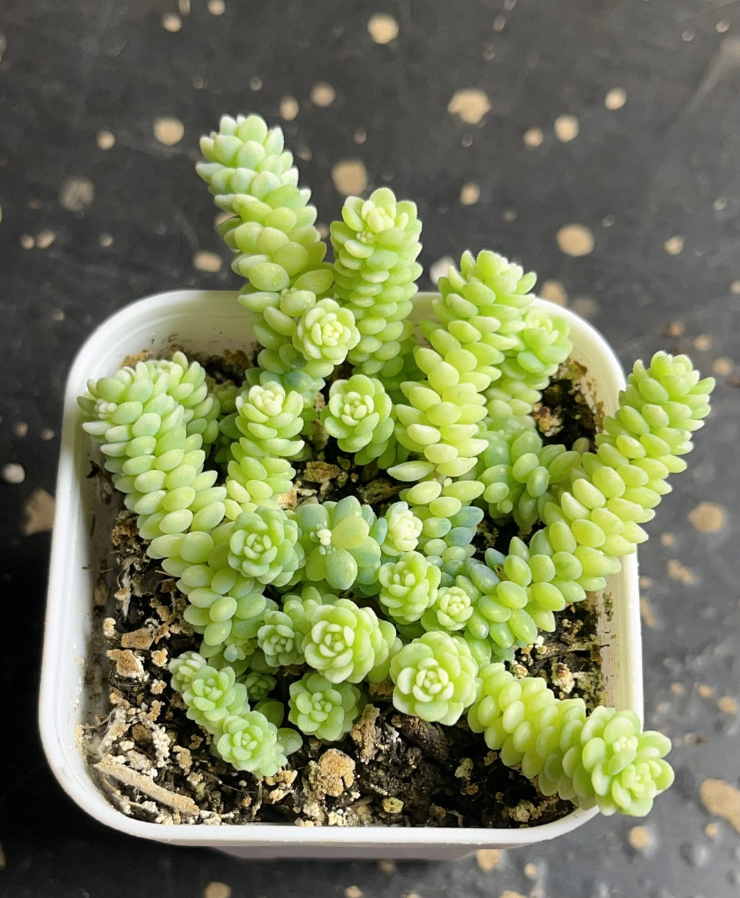 sedum dasyphyllum minor Variegated