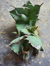 Load image into Gallery viewer, Agave titanota ‘Blue whale’
