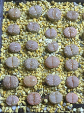 Load image into Gallery viewer, Lithops C217 “Cookie”(each)
