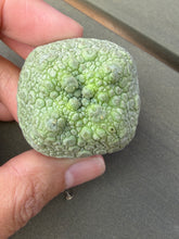 Load image into Gallery viewer, Pseudolithos cubiformis
