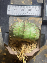 Load image into Gallery viewer, Euphorbia Meloformis subsp. Valida

