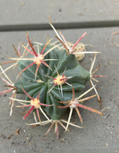 Load image into Gallery viewer, Ferocactus gracilis H.E.Gates
