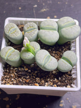 Load image into Gallery viewer, Lithops C297A &#39;Peppermint Creme(double head)
