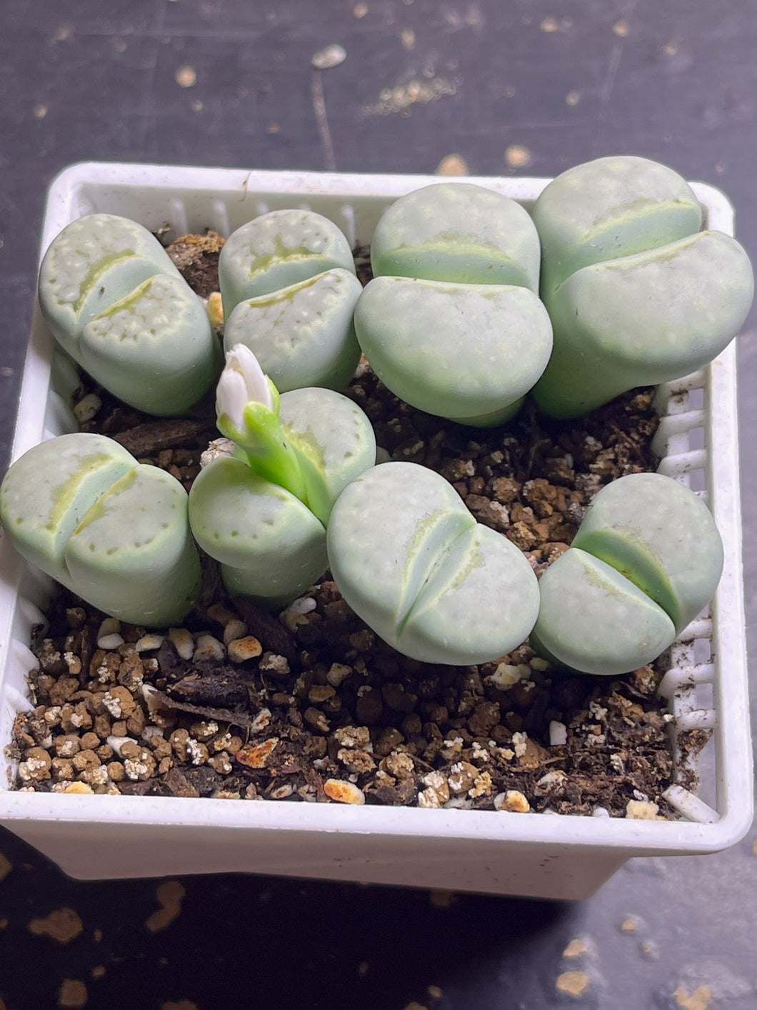 Lithops C297A 'Peppermint Creme(double head)
