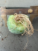 Load image into Gallery viewer, Pseudolithos cubiformis
