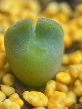 Load image into Gallery viewer, Conophytum Regale SH793 &#39;Ratelpoort&#39;

