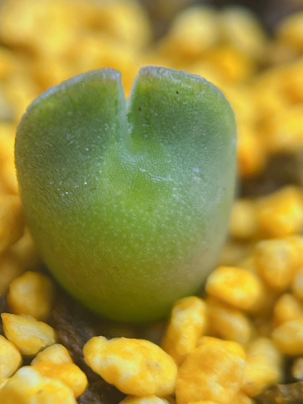 Conophytum Regale SH793 'Ratelpoort'