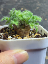 Load image into Gallery viewer, Pelargonium Triste
