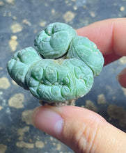 Load image into Gallery viewer, Lophophora peyote crested
