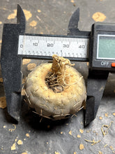 Load image into Gallery viewer, Gymnocalycium stellatum
