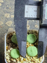 Load image into Gallery viewer, Conophytum pageae
