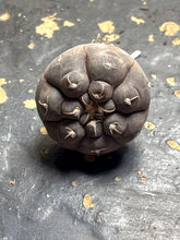 Load image into Gallery viewer, Gymnocalycium prochazkianum
