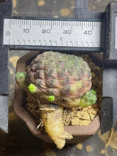 Load image into Gallery viewer, Rebutia rauschii
