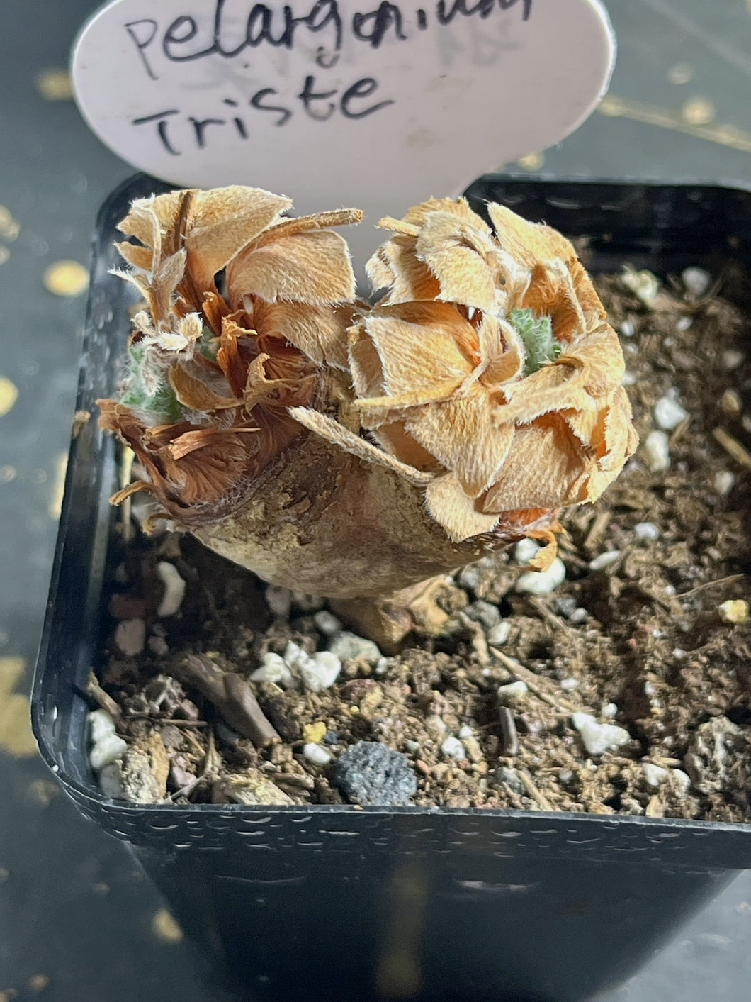 Pelargonium Triste
