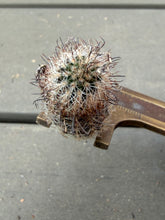Load image into Gallery viewer, Echinopsis mirabilis
