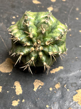Load image into Gallery viewer, Gymnocalycium Mihanovichii Variegata
