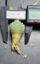 Load image into Gallery viewer, Strombocactus disciformis
