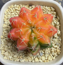 Load image into Gallery viewer, Gymnocalycium mihanovichii variegata

