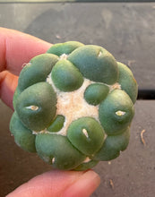 Load image into Gallery viewer, CORYPHANTHA ELEPHANTIDENS CV. INERMIS
