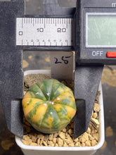 Load image into Gallery viewer, Astrophytum asterias Variegated
