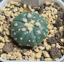 Load image into Gallery viewer, Astrophytum asterias
