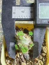 Load image into Gallery viewer, Sarcocaulon peniculinum
