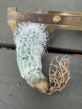 Load image into Gallery viewer, Mammillaria albiflora

