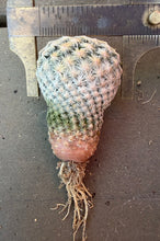 Load image into Gallery viewer, Mammillaria lasiacantha egregia
