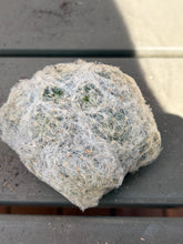 Load image into Gallery viewer, Mammillaria plumosa
